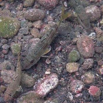 <b>Red Mullet, Tenerife - Eileen (Surrey, England)</b>