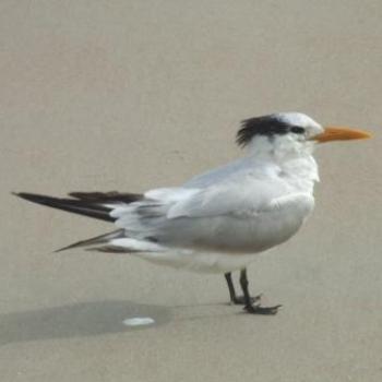 Royal Tern (apologies for the poo!), Daytona Beach, Florida - Eileen (Surrey, England)