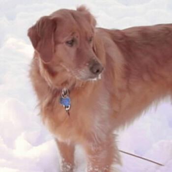 My Golden Retriever after a good snow!