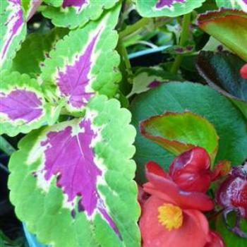 Coleus from our garden - Wendy/Perth