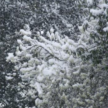 Late snow fall in April, Ashtead, Surrey, England - Eileen (Surrey, England)