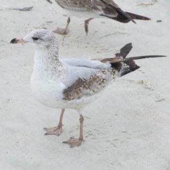 <b>Juvenile Gull, Ormond Beach, Florida, Eileen (Surrey, England)</b>