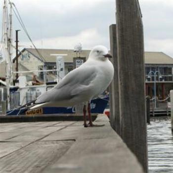 Seagull, Fremantle, West Australia - Wendy/Perth