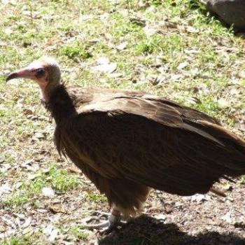 <b>Hooded Vulture, St Augustine Alligator Farm, Florida - Eileen (Surrey, England)</b>