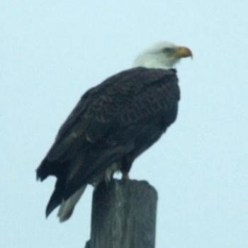 Bald Eagle, Kennedy Space Centre, Florida - Eileen (Surrey, England)