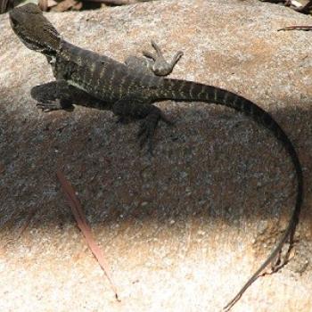 Lizard sunning itself, Canberra Zoo, Jan 09 / Chris from Canberra