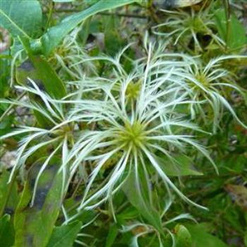 <b>Bush Creeper, West Australia - Wendy/Perth</b>