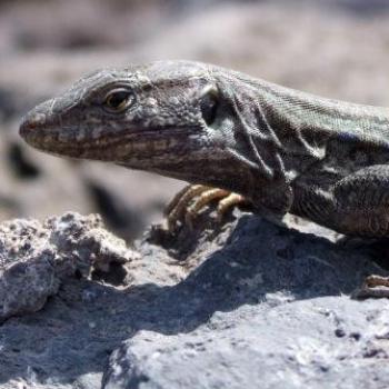 <b>Spotted Lizard, Tenerife - Eileen (Surrey, England)</b>