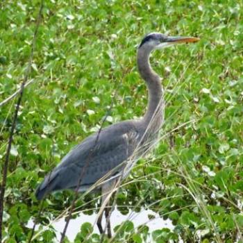 Grey Heron, Lake Woodruff, Florida - Eileen (Surrey, England)