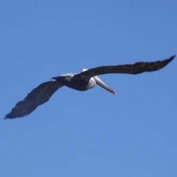 Brown Pelican flying over Ormond Beach, Florida - Eileen (Surrey, England)