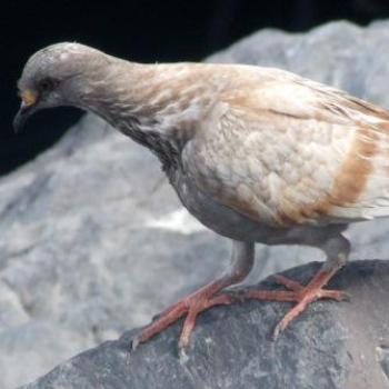 <b>Pigeon, Tenerife - Eileen (Surrey, England)</b>