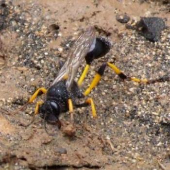 <b>Potter Wasp, Tenerife - Eileen (Surrey, England)</b>