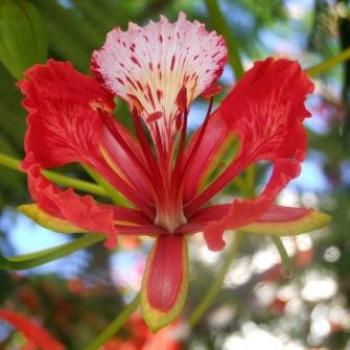 <b>Royal Poinciana (Delonix regia), La Gomera, Canary Islands - Eileen (Surrey, England)</b>