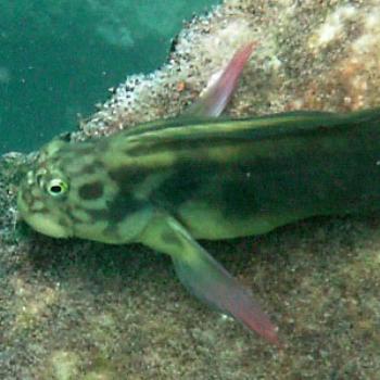 <b>Red lipped blenny, Tenerife - Eileen (Surrey, England)</b>