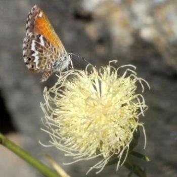 Butterfly and Thistle, Mount Teide, Tenerife - Eileen (Surrey, England)