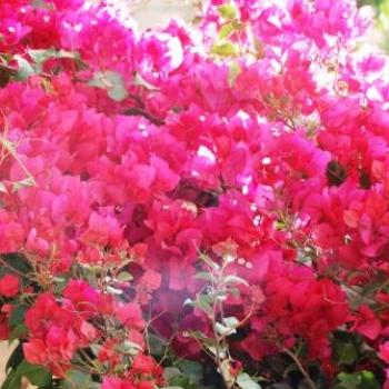 <b>Bougainvilleae - Eileen (Surrey, England)</b>