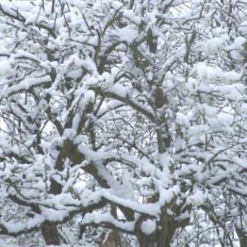 Snow at home, Ashtead, Surrey, Eileen (Surrey, England)