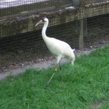 <b>Whooping Crane at Homosassa Wildlife State Park. Extinction IS NOT inevitable. </b>