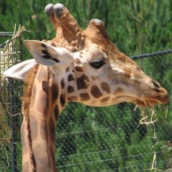 Giraffe, Canberra Zoo, Jan 09 / Chris from Canberra