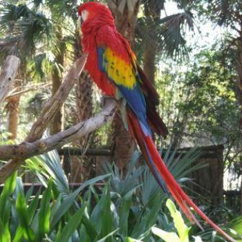 <b>Scarlet Macaw, St Augustine Alligator Farm, Florida - Eileen (Surrey, England)</b>