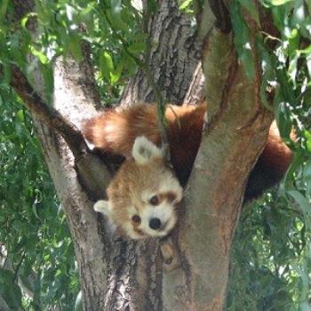 <b>Red Panda, Canberra Zoo, Jan 09 / Chris from Canberra</b>