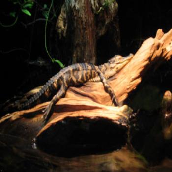 Alligator in repose at Tennessee Aquarium, Chattanooga, TN, USA