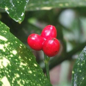 Berries - Eileen (Surrey, England)