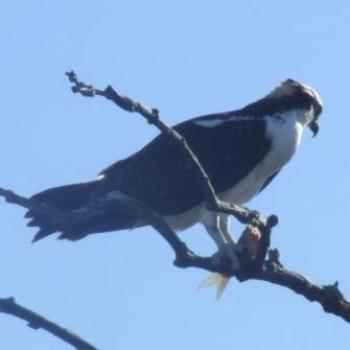 <b>Osprey and catch, Merritt Island Nature Reserve, Florida - Eileen (Surrey, England)</b>