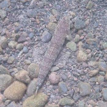 Atlantic Lizard Fish,  Tenerife - Eileen (Surrey, England)