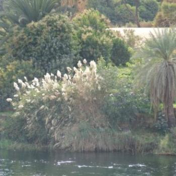 Banks of the Rive Nile, Egypt - Eileen (Surrey, England)