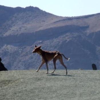 Dog on Mount Teide, Tenerife - Eileen (Surrey, England)