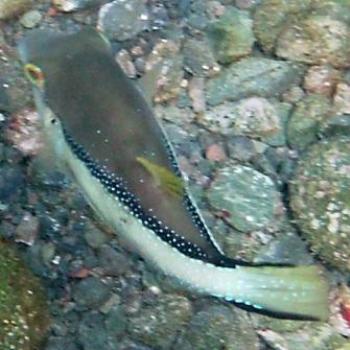 SharpNosed Puffer Fish, Tenerife - Eileen (Surrey, England)