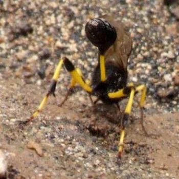 Rear view of a Potter Wasp, Ternerife - Eileen (Surrey, England)