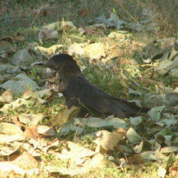 <b>Red tailed black cockatoo, Kings Canyon, Central Australia N.T.. Wendy/Perth</b>