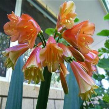 <b>Clivias in my garden - Wendy/Perth</b>