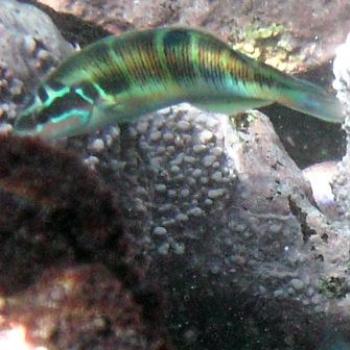 <b>Ornate Wrasse, Tenerife - Eileen (Surrey, England)</b>