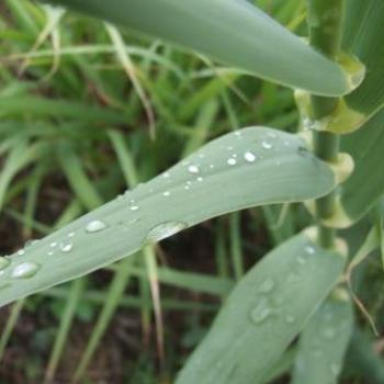 Rain on grass - Eileen (Surrey, England)