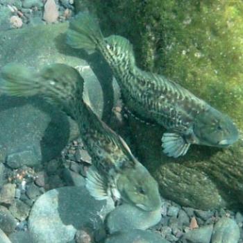 RedLipped Blennies,Tenerife - Eileen (Surrey, England)