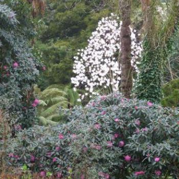 <b>Spring, Lost Gardens of Heligan, St Austell, Cornwall, England - Eileen (Surrey, England)</b>