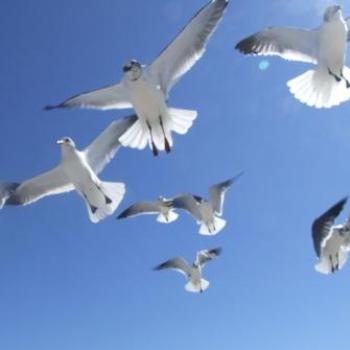 <b>Feeding the gulls, Cocoa Beach, Florida - Eileen (Surrey, England)</b>