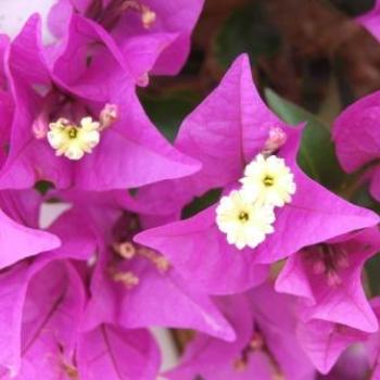 Bougainvilleae - Eileen (Surrey, England)