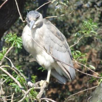 <b>Black-crowned Night Heron, St Augustine Alligator Farm, Florida, Eileen (Surrey, England)</b>