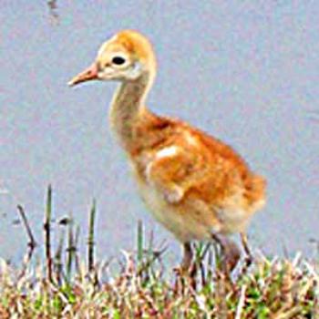 <b>Sandhill Crane baby </b>