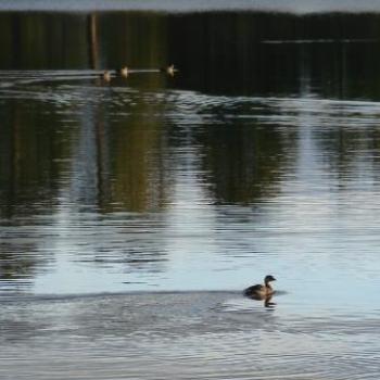 <b>Light enough to swim for breakfast in Uintah Mountains by Wilodene of Utah</b>