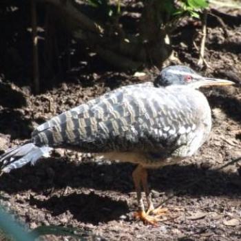 St Augustine Alligator Farm, Florida, Eileen (Surrey, England)