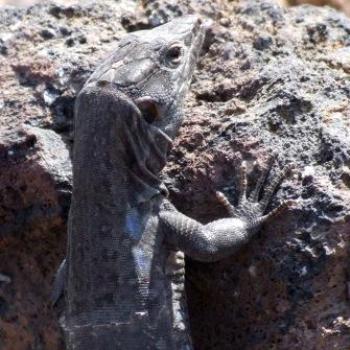 Spotted Lizard posing after being handfed, Tenerife - Eileen (Surrey, England)