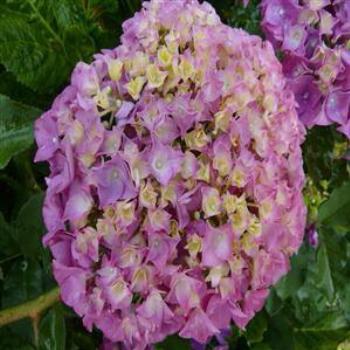 <b>Hydrangea from our garden, West Australia - Wendy/Perth</b>