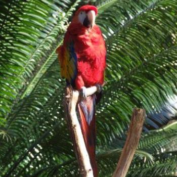 <b>Scarlet Macaw, St Augustine Alligator Farm, Florida - Eileen (Surrey, England)</b>