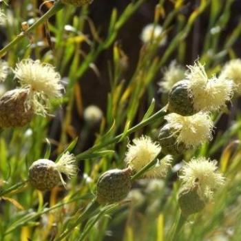 Carlina salicifolia, Mount Teide, Tenerife - Eileen (Surrey, England)