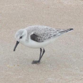 <b>Sanderling, Ormond Beach, Florida - Eileen (Surrey, England)</b>